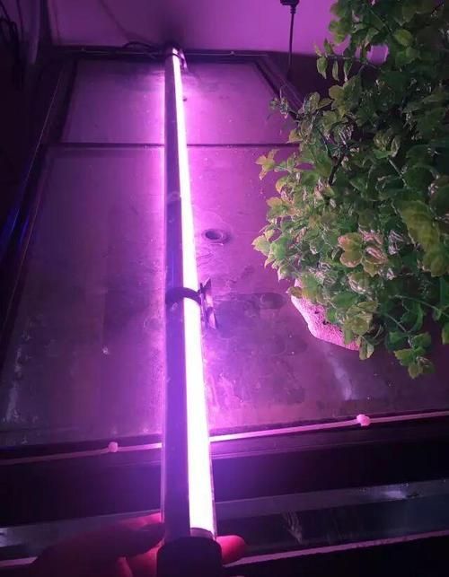 推薦一些龍魚燈照的高質量圖片，高質量的龍魚燈照圖片推薦