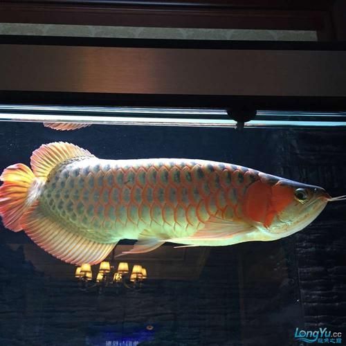 推薦一些龍魚燈照的高質量圖片，高質量的龍魚燈照圖片推薦