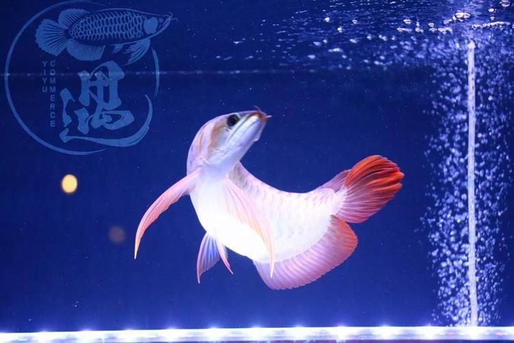 推薦一些龍魚燈照的高質量圖片，高質量的龍魚燈照圖片推薦
