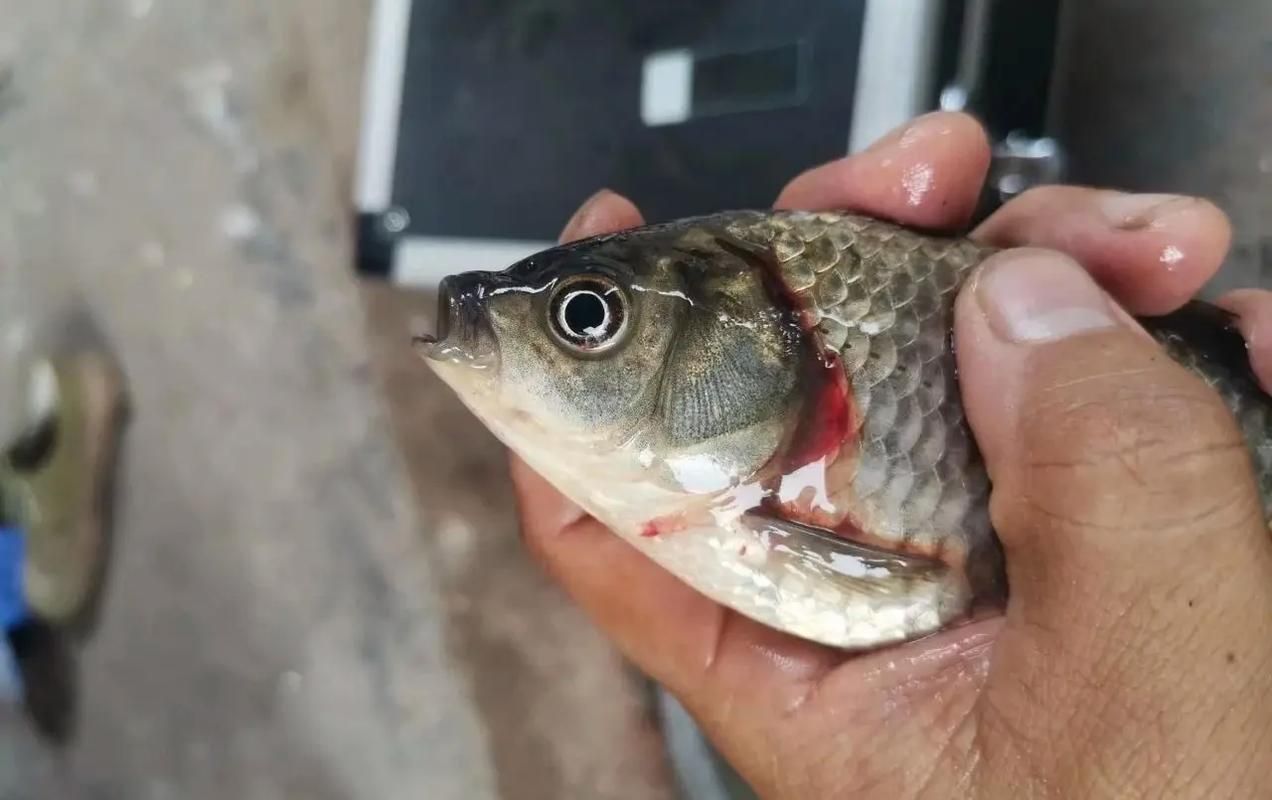 如何判斷魚(yú)呼吸急促的原因