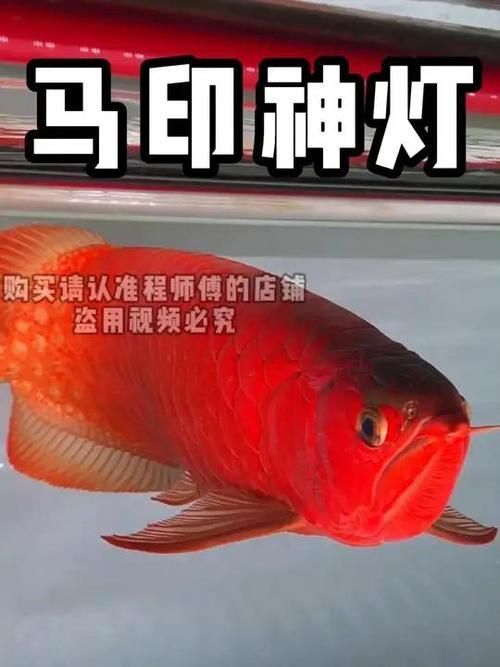 給我推薦一些龍魚燈的品牌，馬印馬印神燈龍魚燈品牌龍魚燈品牌馬印神燈plus