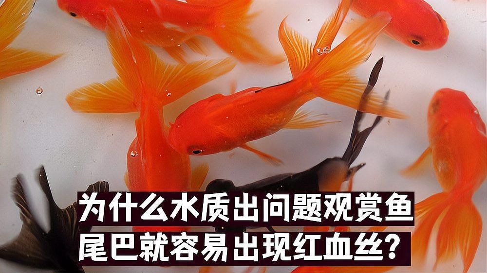 如何預防魚尾巴發紅有紅血絲，魚尾巴發紅有紅血絲可能是由多種原因引起的