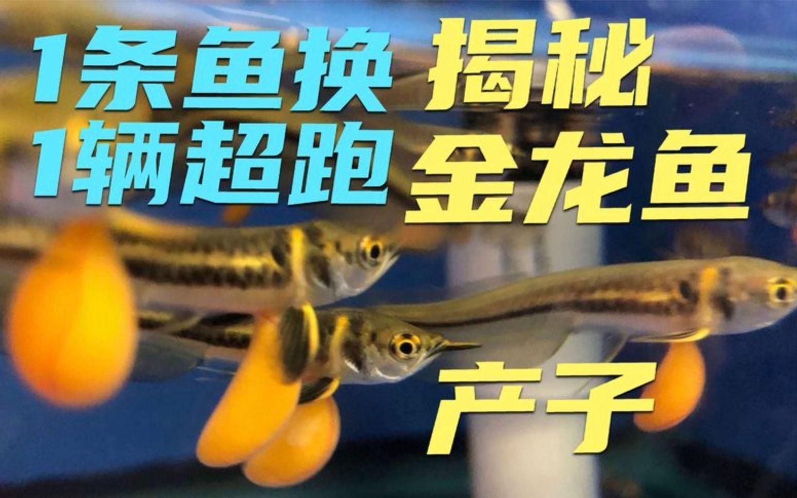 能再給我一些龍魚知識嗎？，arxiv論文助手arxiv論文助手arxiv論文助手