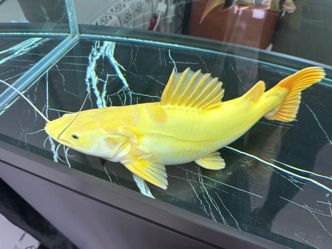 哪里可以購買到黃金貓魚？，哪里可以購買到黃金貓魚