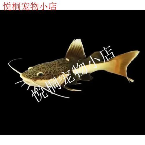 哪里可以購買到黃金貓魚？，哪里可以購買到黃金貓魚