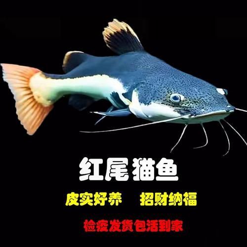 哪里可以購買到黃金貓魚？，哪里可以購買到黃金貓魚