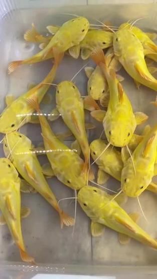 哪里可以購買到黃金貓魚？，哪里可以購買到黃金貓魚