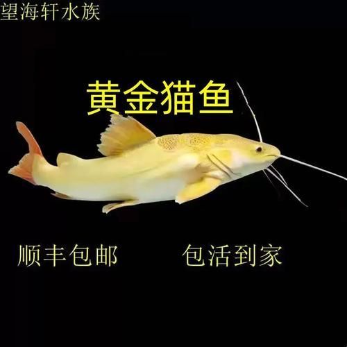 哪里可以購買到黃金貓魚？，哪里可以購買到黃金貓魚