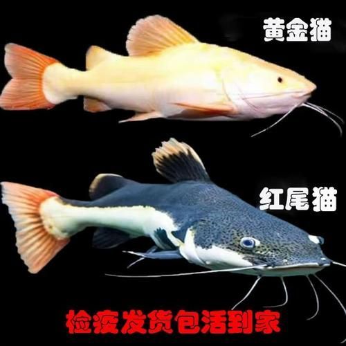 哪里可以購買到黃金貓魚？，哪里可以購買到黃金貓魚