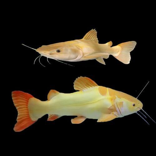 哪里可以購買到黃金貓魚？，哪里可以購買到黃金貓魚