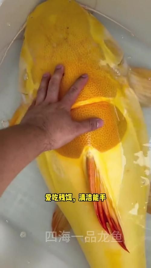 哪里可以購買到黃金貓魚？，哪里可以購買到黃金貓魚