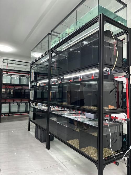 哪家龍魚商家口碑最好？