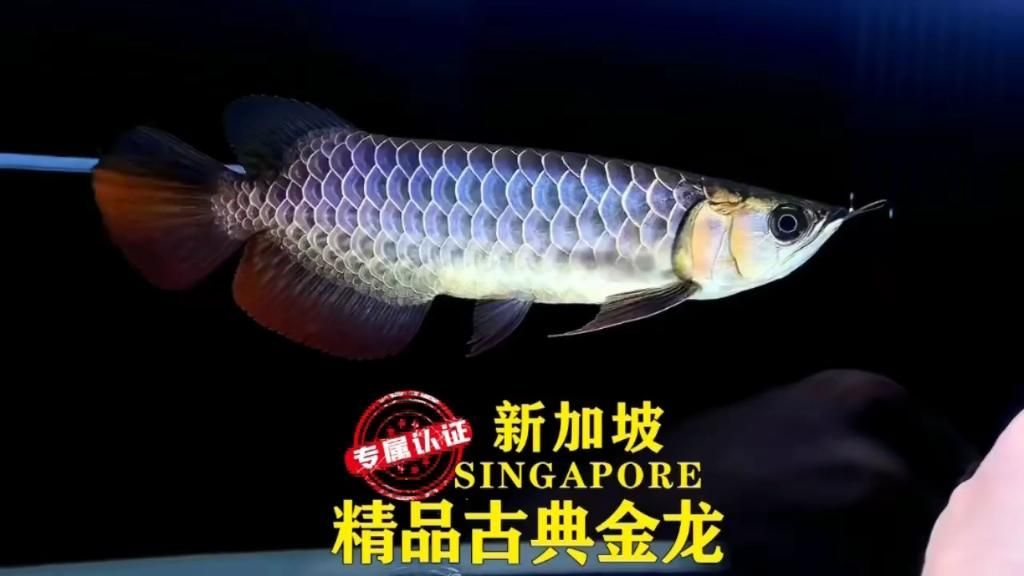 能推薦一些與金頭藍底過背金龍魚兼容的魚種嗎？，與金頭藍底過背金龍魚兼容的魚種推薦