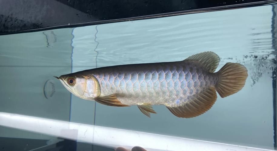 龍魚之巔論壇有哪些特色板塊？，龍魚之巔社群化的內容生態