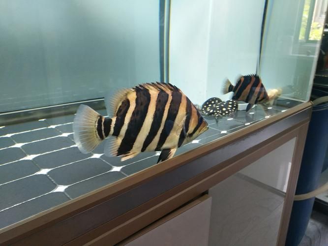 龍魚之巔論壇有哪些特色板塊？，龍魚之巔社群化的內容生態