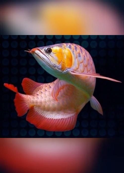 龍魚之巔論壇有哪些特色板塊？，龍魚之巔社群化的內容生態