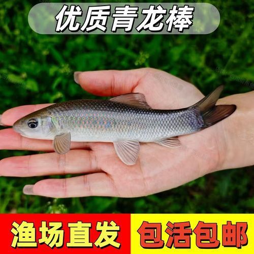青龍魚的價格范圍，青龍魚的價格一般多少？