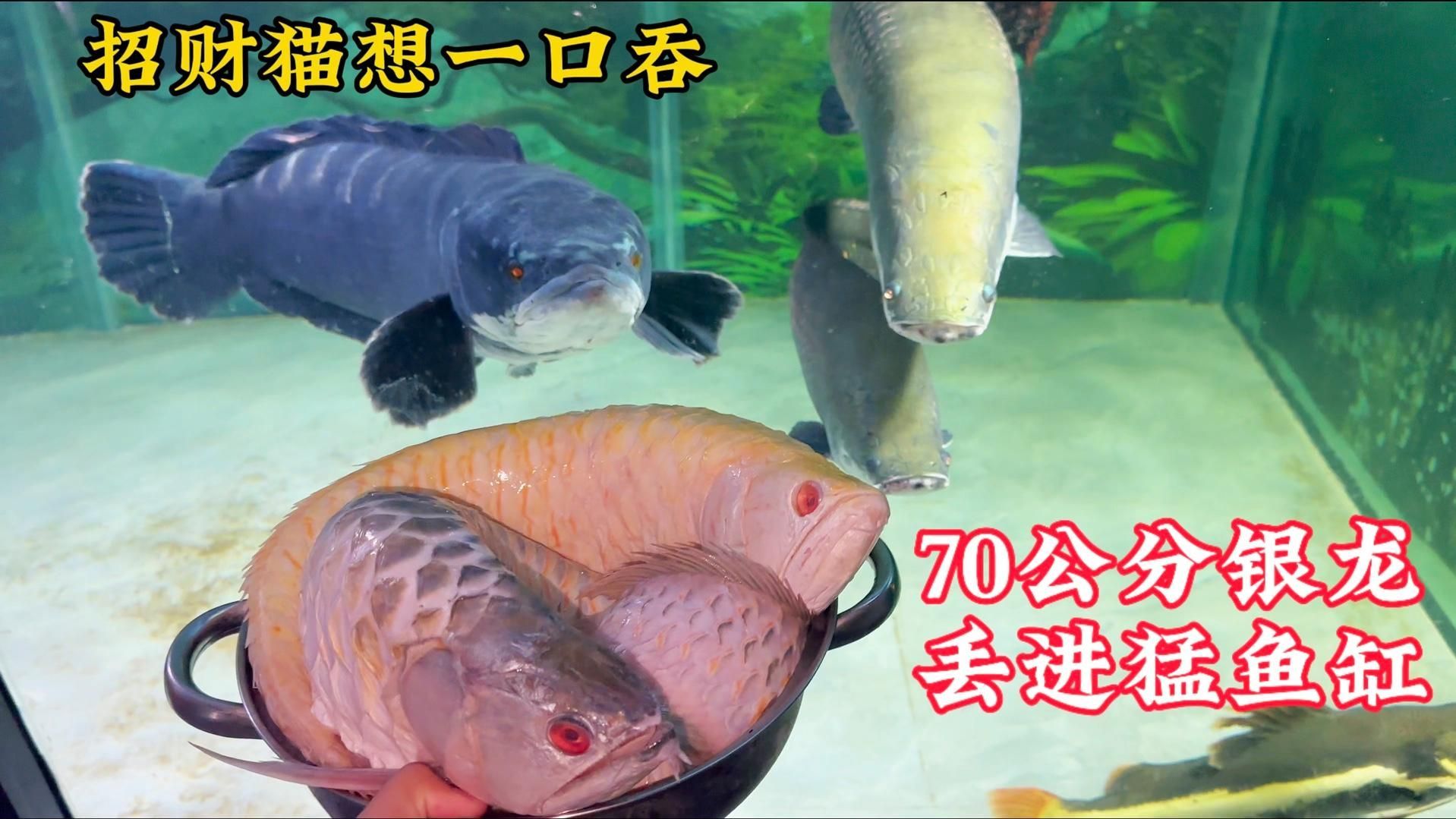 有哪些龍魚品種的吃食視頻？，關于龍魚的知識