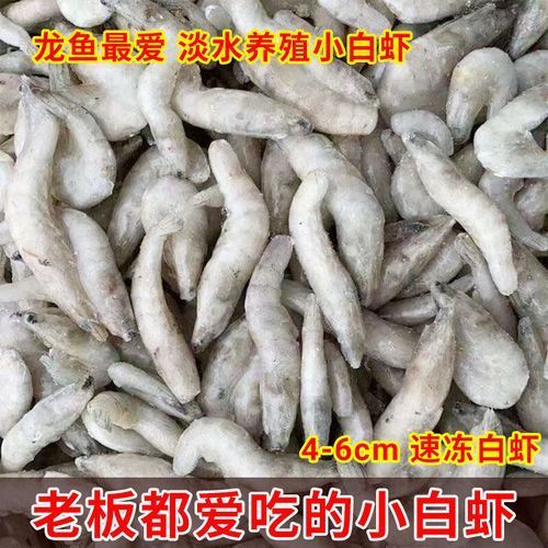 有哪些龍魚品種的吃食視頻?,關于龍魚的知識 龍魚百科 第4張 有哪些龍魚品種的吃食視頻?,關于龍魚的知識 有哪些龍魚品種的吃食視頻?,關于龍魚的知識 龍魚百科 第4張
