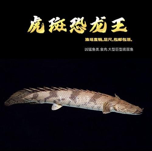 白子型虎紋恐龍王的價格是多少，白子型虎紋恐龍王價格是多少白子型虎紋恐龍王價格是多少