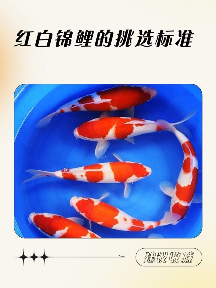 錦鯉魚有哪些品種？，常見的錦鯉魚品種包括：日本錦鯉品種大全