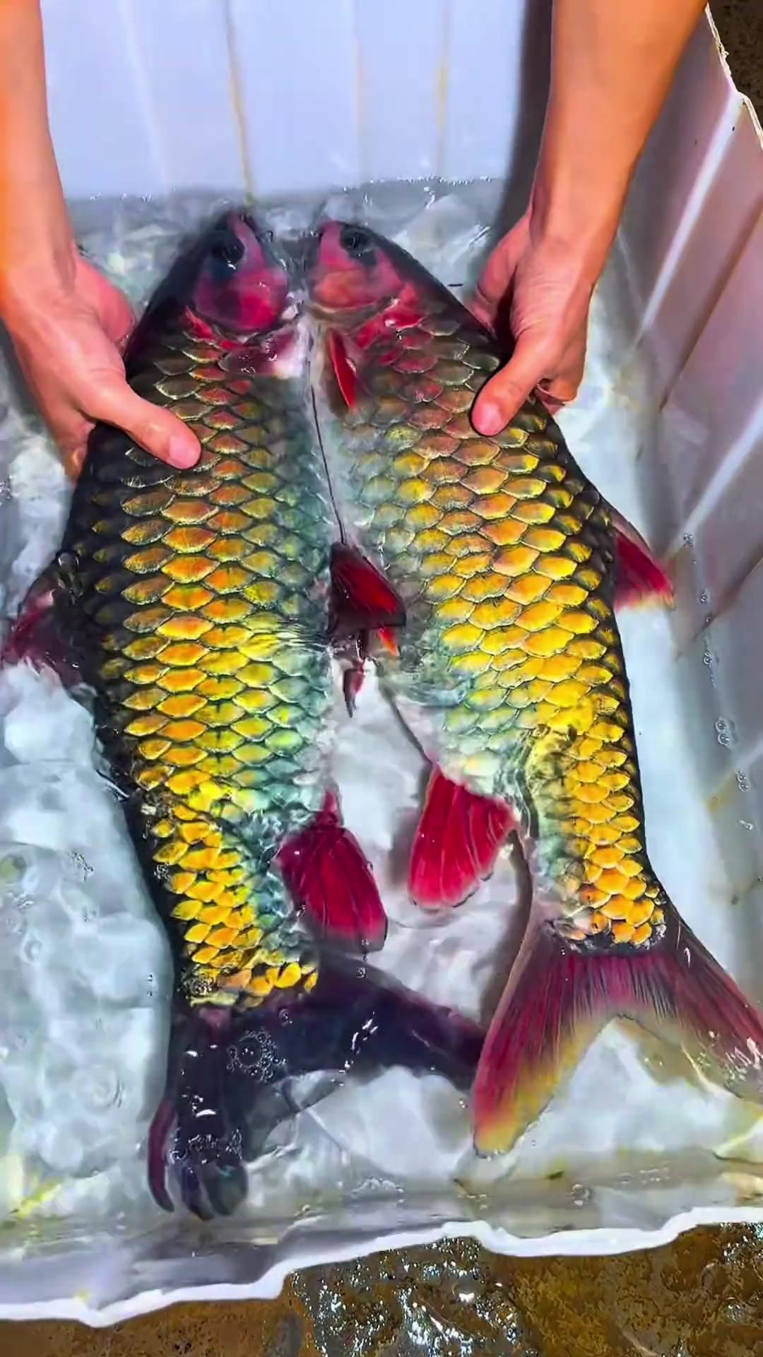 錦鯉魚有哪些品種？，常見的錦鯉魚品種包括：日本錦鯉品種大全