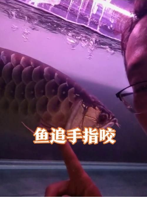 如何訓練龍魚進行互動行為？，——龍魚互動行為訓練龍魚進行互動行為