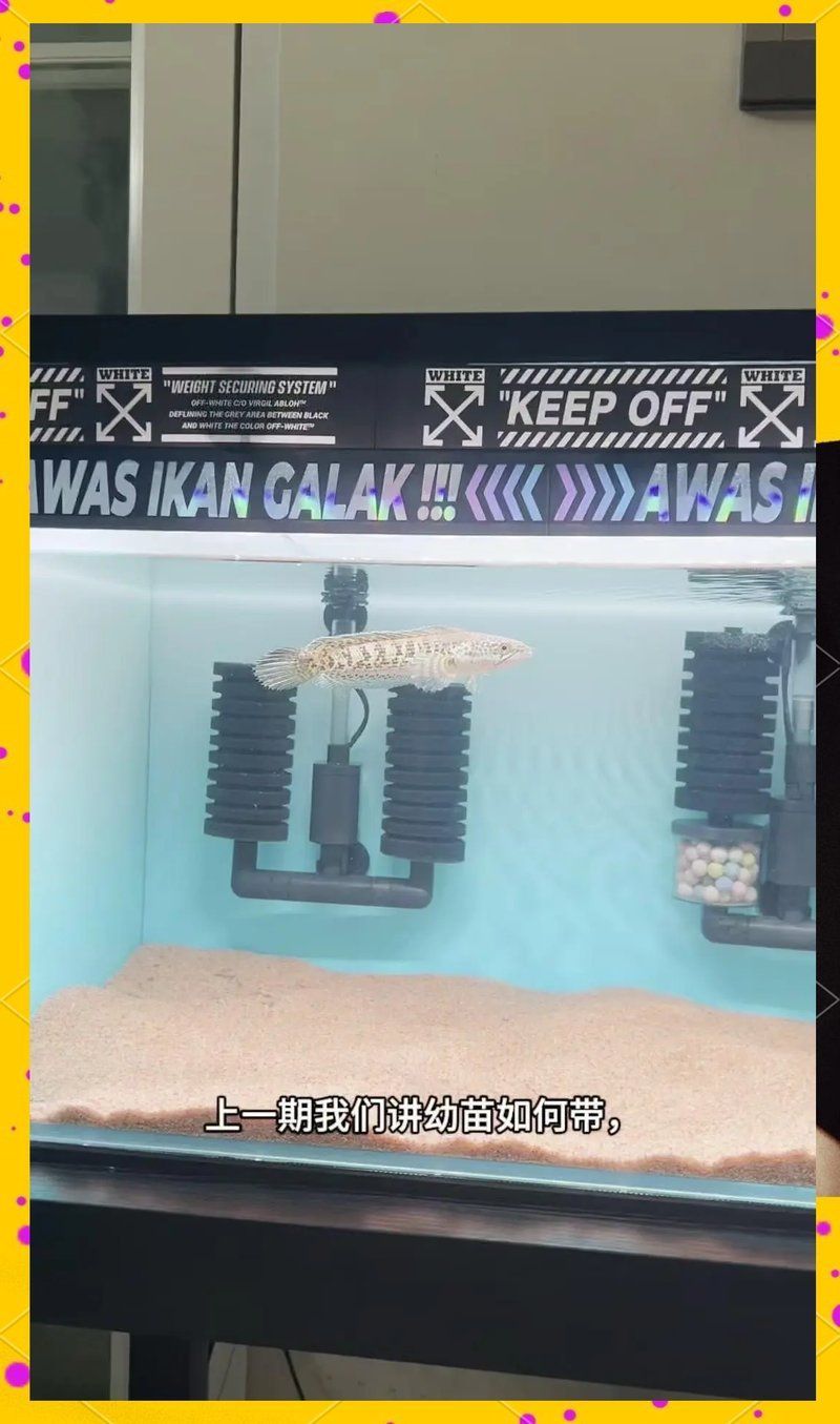 如何訓(xùn)練龍魚進行互動行為？，——龍魚互動行為訓(xùn)練龍魚進行互動行為