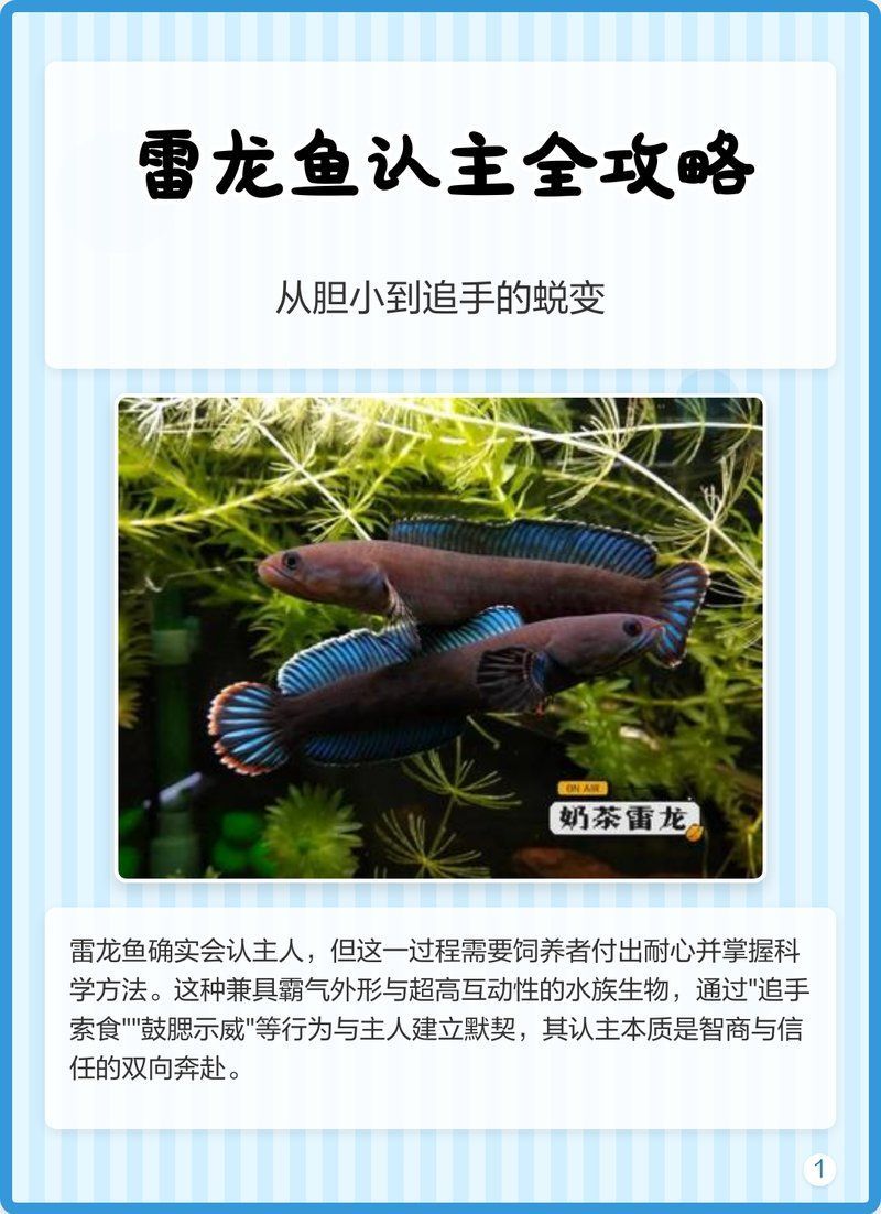 如何訓(xùn)練龍魚進行互動行為？，——龍魚互動行為訓(xùn)練龍魚進行互動行為