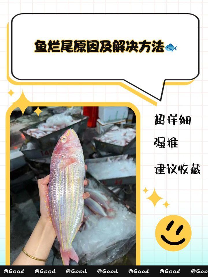 如何預防錦鯉魚爛尾復發，錦鯉爛尾怎么辦