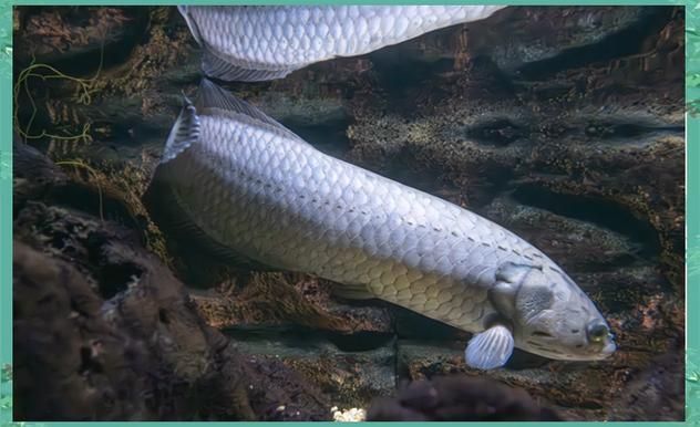 上海海洋水族館的龍魚(yú)展什么時(shí)候結(jié)束？，上海海洋水族館的龍魚(yú)展什么時(shí)候結(jié)束？上海海洋水族館的龍魚(yú)展何時(shí)重新開(kāi)始？