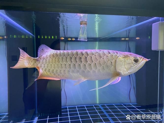 大觀龍魚有哪些品級，大觀龍魚品級劃分詳解