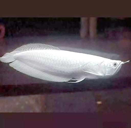 大觀龍魚有哪些品級，大觀龍魚品級劃分詳解