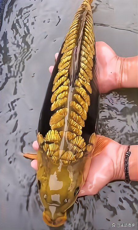 過(guò)山龍魚(yú)有哪些常見(jiàn)的誤傳，關(guān)于過(guò)山龍魚(yú)的五大誤傳 過(guò)山龍魚(yú)有哪些常見(jiàn)的誤傳，關(guān)于過(guò)山龍魚(yú)的五大誤傳 龍魚(yú)百科 第13張