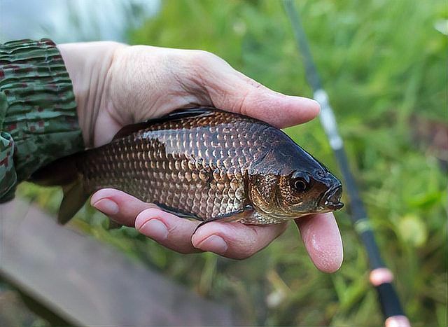 過(guò)山龍魚(yú)有哪些常見(jiàn)的誤傳，關(guān)于過(guò)山龍魚(yú)的五大誤傳 過(guò)山龍魚(yú)有哪些常見(jiàn)的誤傳，關(guān)于過(guò)山龍魚(yú)的五大誤傳 龍魚(yú)百科 第14張