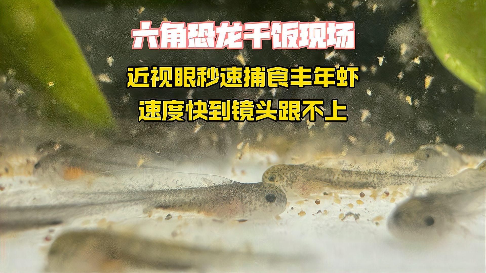 如何判斷六角龍是否吃飽，如何判斷六角龍吃飽 如何判斷六角龍是否吃飽，如何判斷六角龍吃飽 龍魚百科 第6張