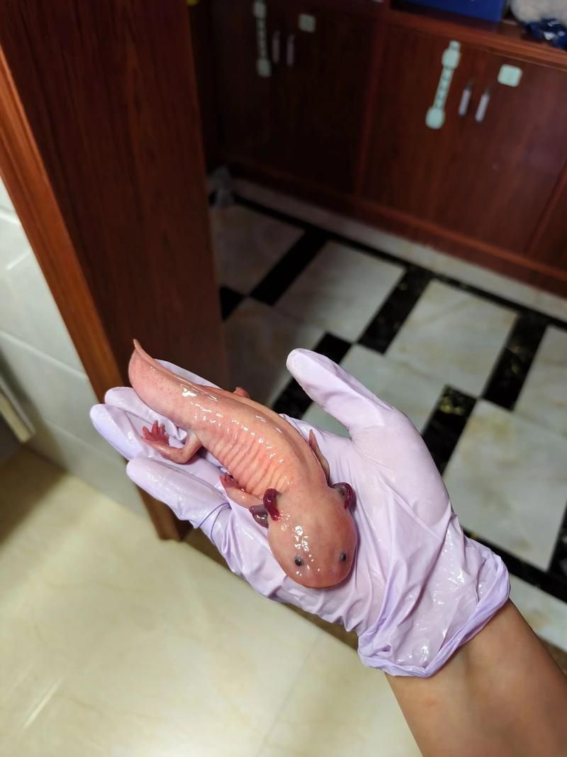 如何判斷六角龍是否吃飽，如何判斷六角龍吃飽 如何判斷六角龍是否吃飽，如何判斷六角龍吃飽 龍魚百科 第5張