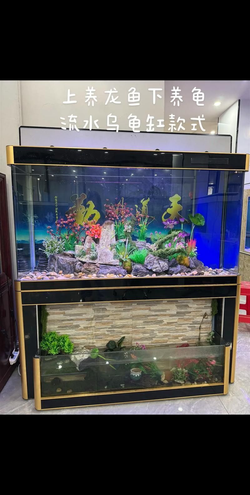 龜增色龍魚日常護理，龜增色龍魚護理