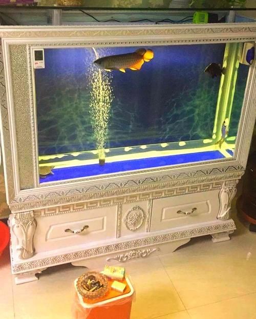 龜增色龍魚日常護理，龜增色龍魚護理