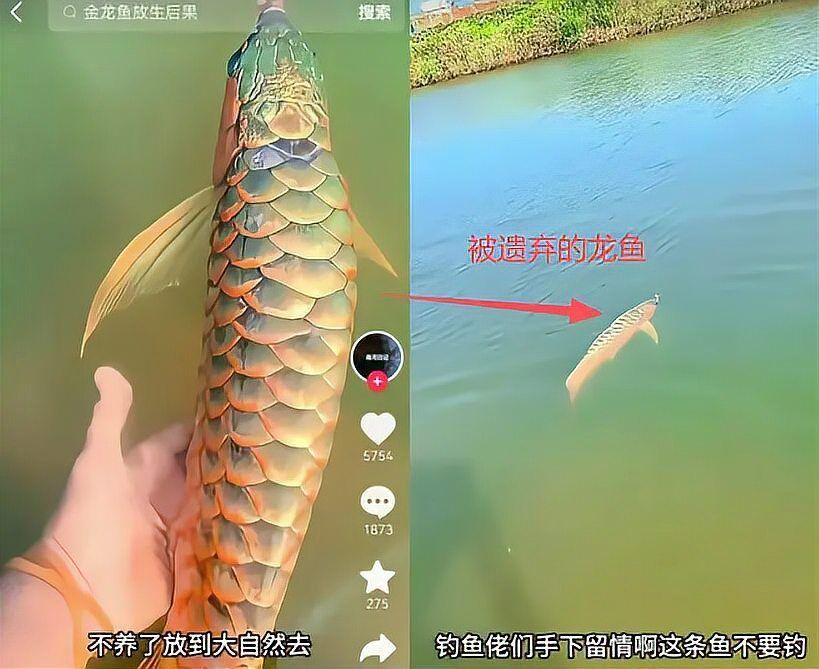 古典藍底過背金龍魚的市場趨勢，古典藍底過背金龍魚市場趨勢分析