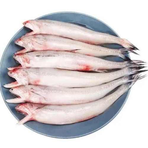 水龍魚的價格是多少？，水龍魚價格是多少水龍魚的價格是多少水龍魚的價格是多少