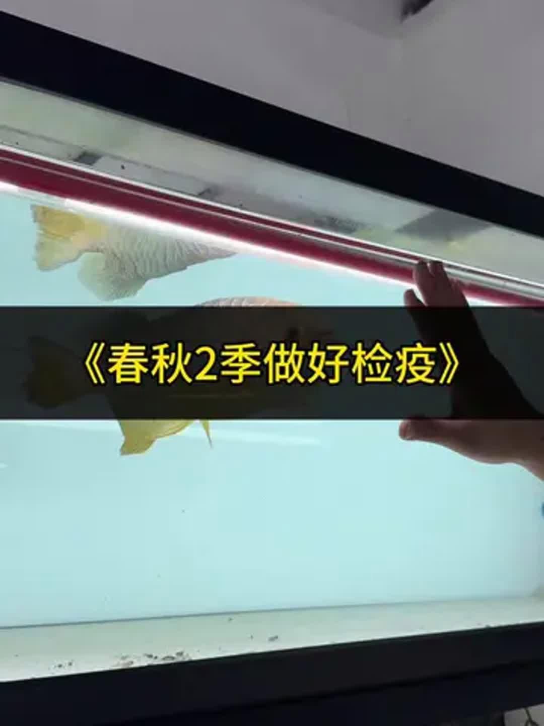 康復后的龍魚還會攜帶病毒嗎，康復后的龍魚還會攜帶病毒嗎, 康復后的龍魚還會攜帶病毒嗎，康復后的龍魚還會攜帶病毒嗎, 龍魚百科 第2張