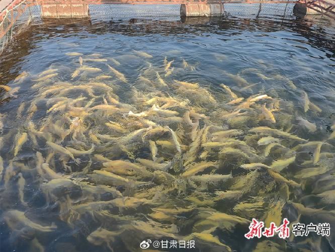 廣河龍魚養殖有哪些成功案例,廣河龍魚養殖業成功案例(如永靖縣、臨夏回族自治州廣河縣) 龍魚百科 第2張 廣河龍魚養殖有哪些成功案例,廣河龍魚養殖業成功案例(如永靖縣、臨夏回族自治州廣河縣) 廣河龍魚養殖有哪些成功案例,廣河龍魚養殖業成功案例(如永靖縣、臨夏回族自治州廣河縣) 龍魚百科 第2張