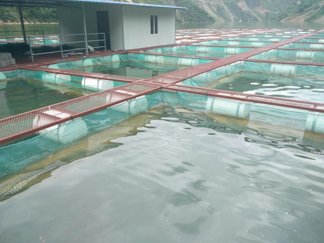 廣河龍魚養殖有哪些成功案例,廣河龍魚養殖業成功案例(如永靖縣、臨夏回族自治州廣河縣) 龍魚百科 第3張 廣河龍魚養殖有哪些成功案例,廣河龍魚養殖業成功案例(如永靖縣、臨夏回族自治州廣河縣) 廣河龍魚養殖有哪些成功案例,廣河龍魚養殖業成功案例(如永靖縣、臨夏回族自治州廣河縣) 龍魚百科 第3張