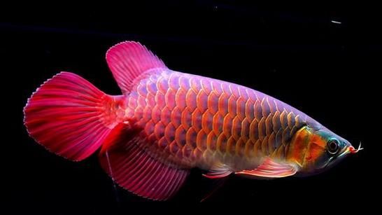 寬身紅龍魚(yú)的價(jià)格是多少，寬身紅龍魚(yú)價(jià)格是多少