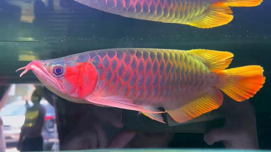 寬身紅龍魚(yú)的價(jià)格是多少，寬身紅龍魚(yú)價(jià)格是多少