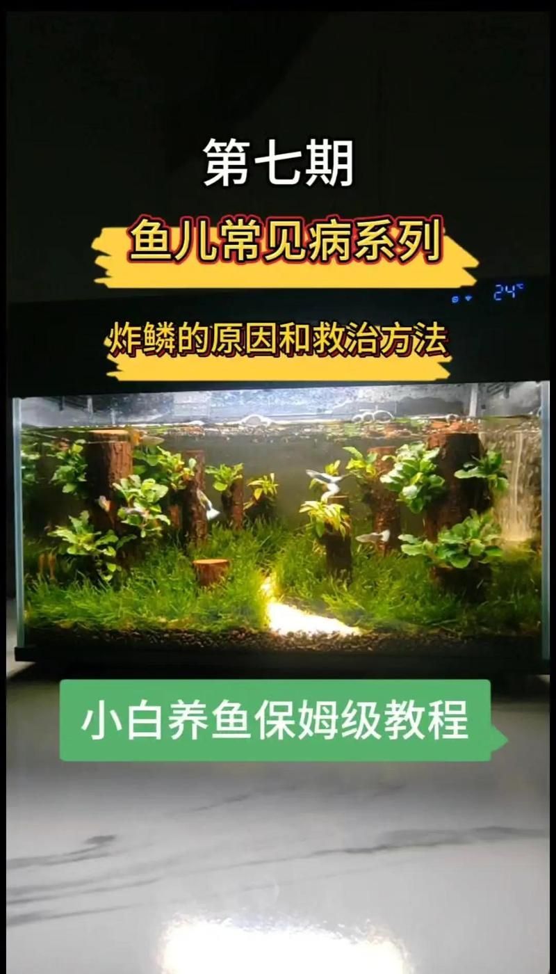 如何判斷錦鯉是否感染炸鱗病，如何判斷錦鯉是否感染了炸鱗病