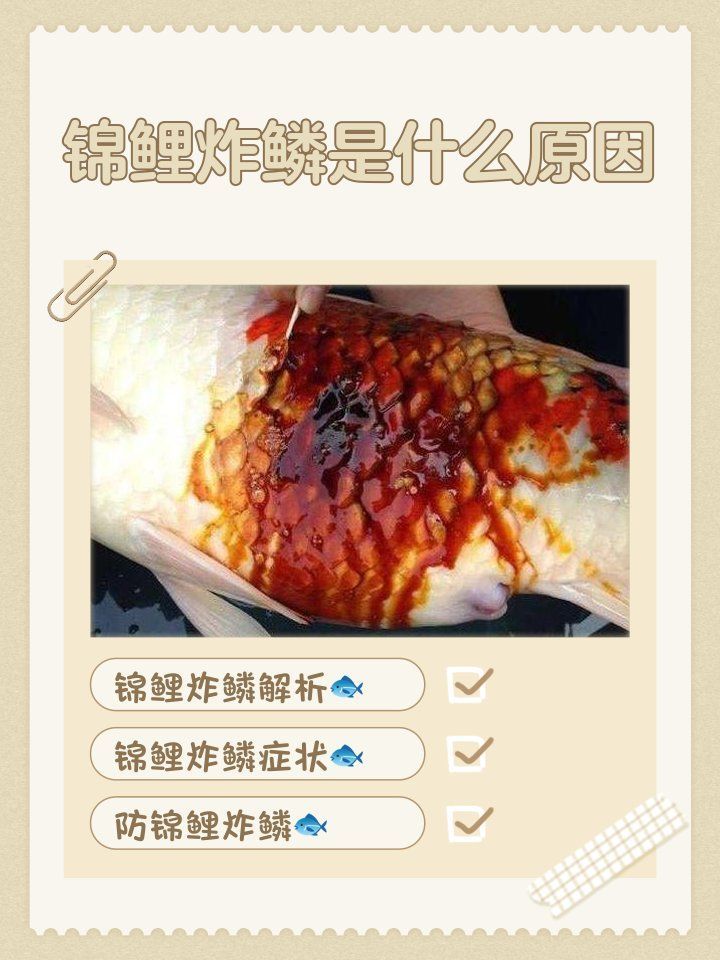 如何判斷錦鯉是否感染炸鱗病，如何判斷錦鯉是否感染了炸鱗病