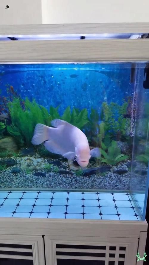 有哪些招財(cái)魚圖片可以推薦，招財(cái)魚品種對(duì)照表，方便你快速識(shí)別不同種類