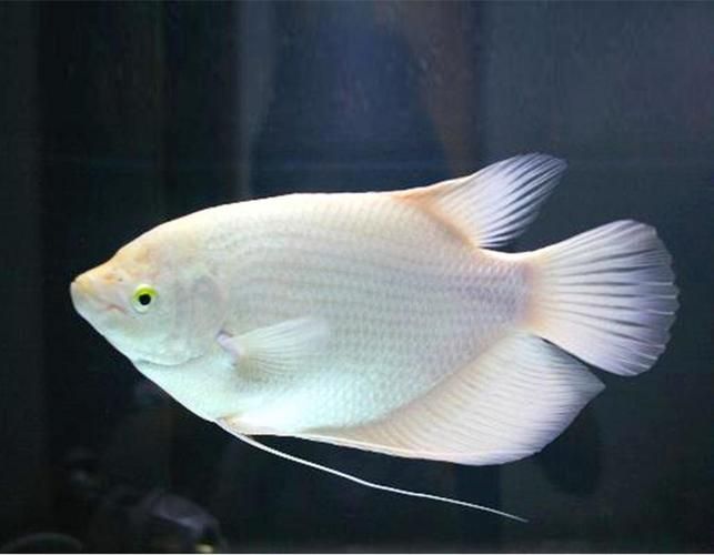 有哪些招財(cái)魚圖片可以推薦，招財(cái)魚品種對(duì)照表，方便你快速識(shí)別不同種類
